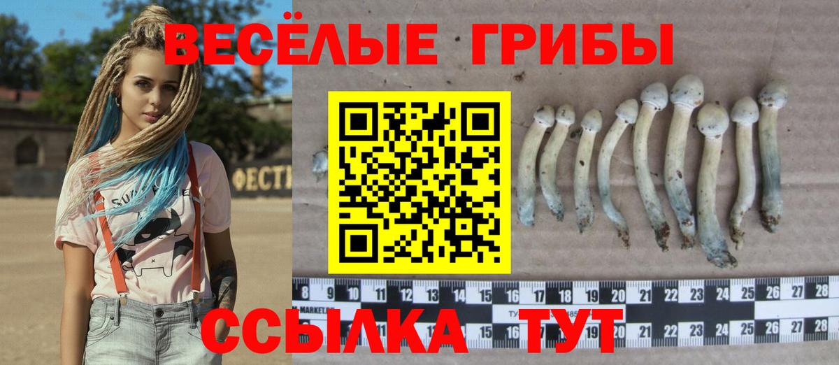 Псилоцибиновые грибы Psilocybine cubensis Гай