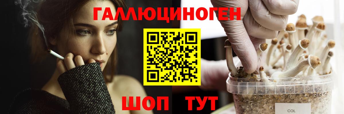 Гай  Псилоцибиновые грибы GOLDEN TEACHER  Вход с VPN 